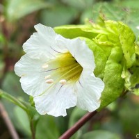 Strobilanthes hookeri Nees